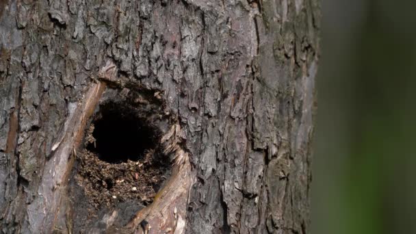 Ein Ameisenhaufen Einem Verlassenen Nest Einem Baum — Stockvideo