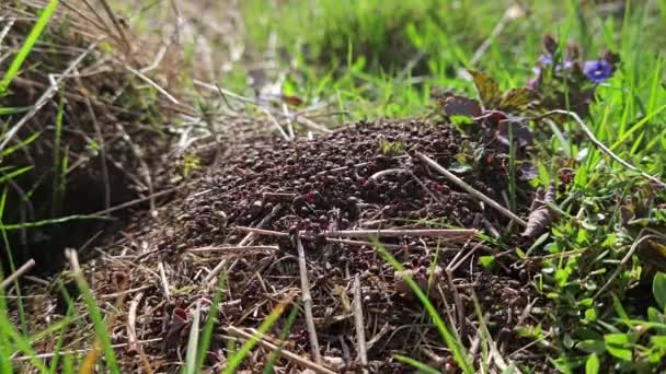 Ameisenhaufen Bau Gras Frühling — Stockvideo