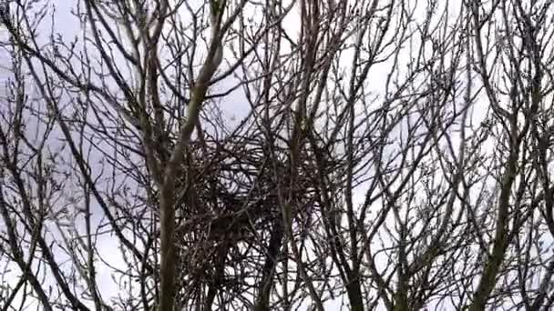 Eurasiático Ninho Magpie Uma Árvore Início Construção Primavera Pica Pica — Vídeo de Stock