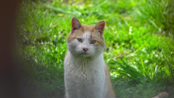 Katze Beobachtet Von Hinter Dem Zaun Männchen — Stockvideo