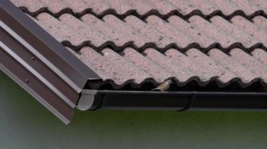 Sparrow Hanesi evin çatısından izliyor (Passer domesticus)