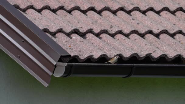 Sparrow Hanesi Evin Çatısından Izliyor Passer Domesticus — Stok video