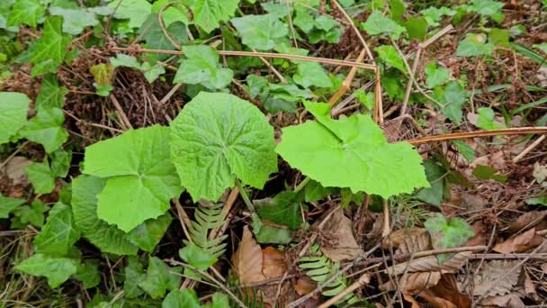 Common Butterbur Natural Ambient Growth Young Petasites Hybridus — Stock Video