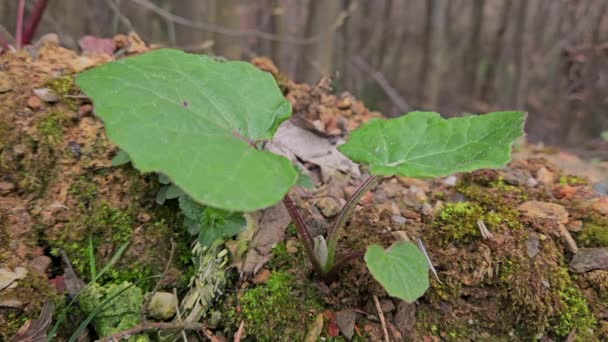 Coltsfoot Natural Ambient Leaves Growth Tussilago Farfara — Stock Video