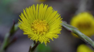 Tussilago farfara (Tussilago farfara))