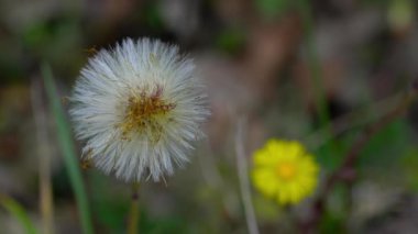 Tussilago farfara (Tussilago farfara))