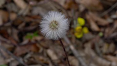 Tussilago farfara (Tussilago farfara))