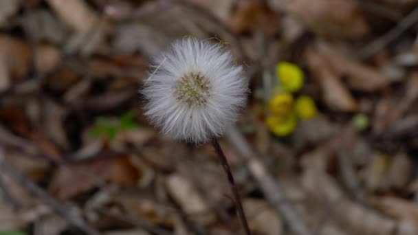 Coltsfoot Natuurlijke Omgeving Fruit Met Pappussen Tussilago Farfara — Stockvideo