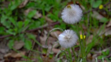 Tussilago farfara (Tussilago farfara))