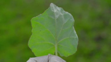 Coltsfoot in natural ambient, opposite of leaf (Tussilago farfara)