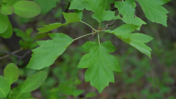 Wild Service Tree Green Leaves Sorbus Torminalis — стоковое видео
