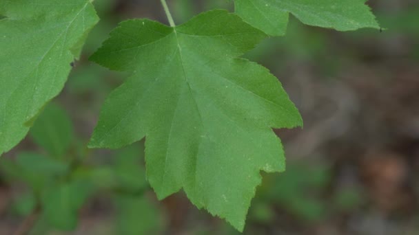 Volně Rostoucí Strom Zelené Listy Sorbus Torminalis — Stock video