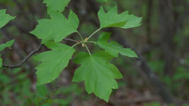 Wild Service Tree Green Leaves Sorbus Torminalis — Vídeo de stock