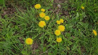 Çimen tarlasında karahindiba, çiçek açan, esinti (Taraxacum officinale)