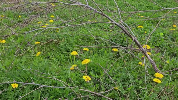 Dandelion Lapangan Rumput Mekar Angin Taraxacum Officinale — Stok Video