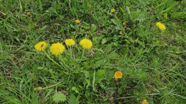 Çimen tarlasında karahindiba, çiçek açan, esinti (Taraxacum officinale)