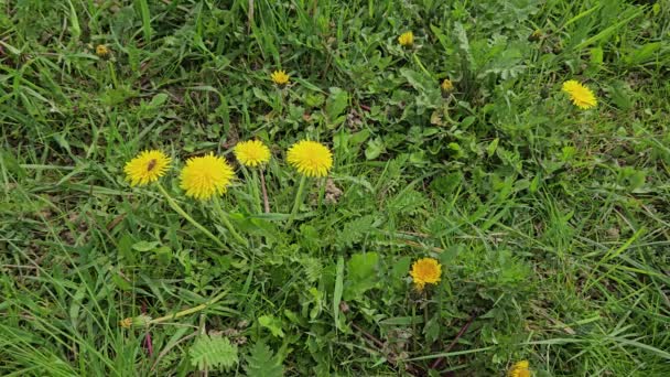 Dandelion Field Grass Blooming Breeze Taraxacum Officinale Stock Footage