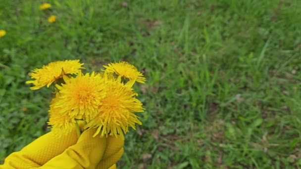 Dandelion Field Grass Blooming Bouquet Taraxacum Officinale — Stock Video