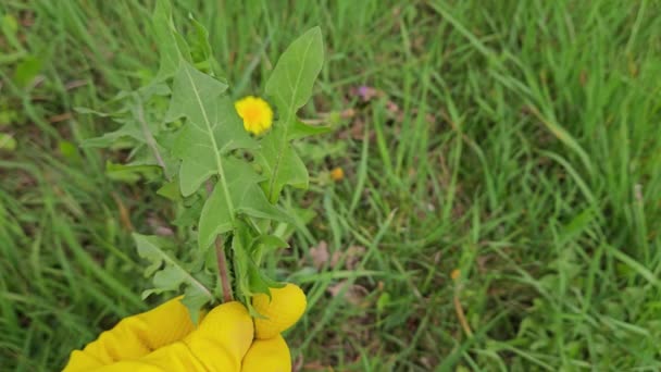 Πικραλίδα Ένα Χωράφι Γρασίδι Ανθισμένα Φύλλα Taraxacum Officinale — Αρχείο Βίντεο