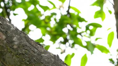 Ağacın çekirdeklerini Avrasyalı Nuthatch alır (Sitta Europaea)