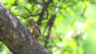 Ağacın çekirdeklerini Avrasyalı Nuthatch alır (Sitta Europaea)