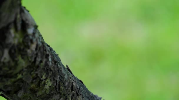 Kleiber Bringt Die Samen Auf Den Baum Sitta Europaea lizenzfreies Stockvideo