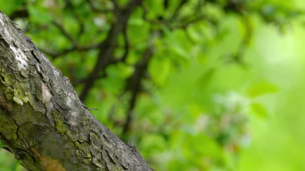 Євразійський Нутхатч Бере Насіння Дерево Сітта Європа — стокове відео