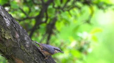 Ağacın çekirdeklerini Avrasyalı Nuthatch alır (Sitta Europaea)