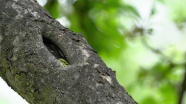 Ağacın çekirdeklerini Avrasyalı Nuthatch alır (Sitta Europaea)