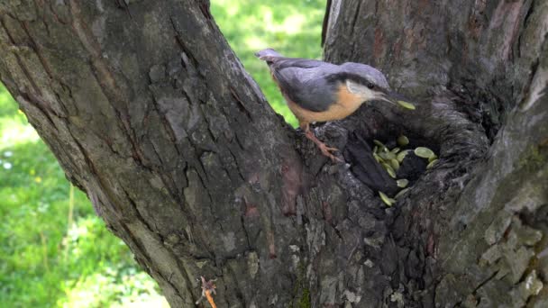 Eurasian Nuthatch Παίρνει Τους Σπόρους Στο Δέντρο Sitta Europaea — Αρχείο Βίντεο