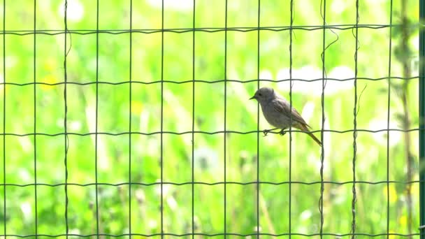 Redstart Noir Sur Une Clôture Métallique Femelle Phoenicurus Ochruros — Video