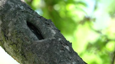 Siyah Kızılay bir ağaç dalında, erkek (Phoenicurus ochruros)