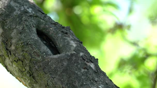 Czarny Redstart Gałęzi Drzewa Samiec Fenicurus Ochruros — Wideo stockowe