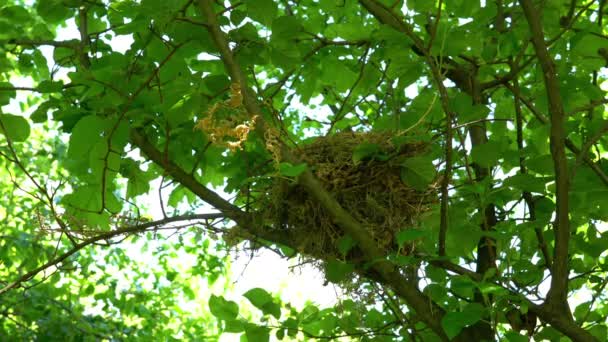 Nest Mistle Thrush Tree Branch Turdus Viscivorus — Stock Video