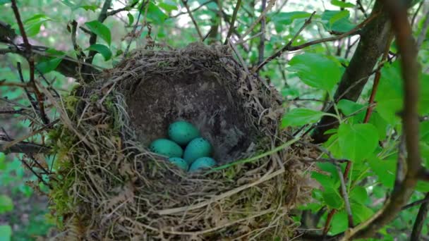 Nest Mistle Thrush Eggs Turdus Viscivorus Stock Video