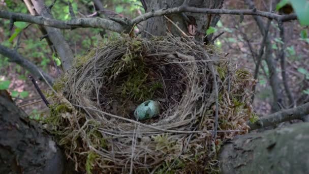 Nest Blackbird Destroyed Egg Turdus Merula Stock Video