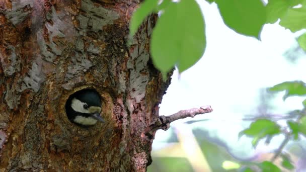 Buntspecht Uhren Aus Dem Nest Weibchen Dendrocopos Major — Stockvideo