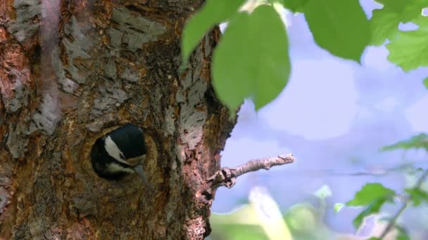 Buntspecht Kommt Aus Dem Nest Weibchen Dendrocopos Major — Stockvideo
