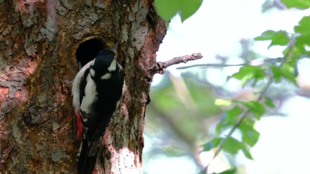 Great Spotted Woodpecker Enters Nest Female — Stockvideo
