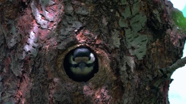 Μεγάλη Spotted Woodpecker Ρολόγια Από Φωλιά Θηλυκό Dendrocopos Μείζων — Αρχείο Βίντεο
