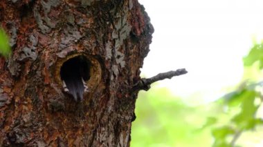 Büyük Benekli Ağaçkakan yuvaya girer, erkek (Dendrocopos major)