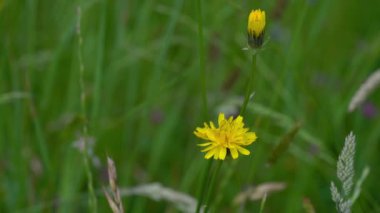 Tarlada katalizör, hafif esinti, bahar (Hypochaeris radicata)