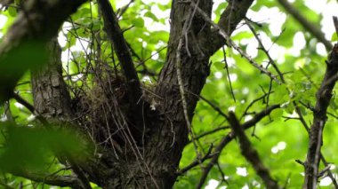 Ağaçta Avrasya Altın Asyalı Yuvası (Oriolus oriolus)