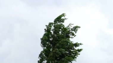 Rüzgardaki bir çam ağacının tepesinde