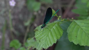 Yaprak üzerinde yusufçuk, erkek, (Calopteryx görkemli)