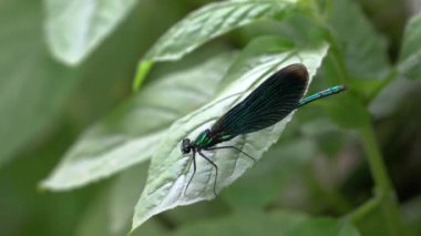 Yaprak üzerinde yusufçuk, erkek, (Calopteryx görkemli)