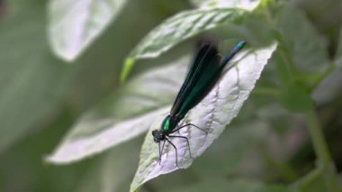 Yaprak üzerinde yusufçuk, erkek, (Calopteryx görkemli)