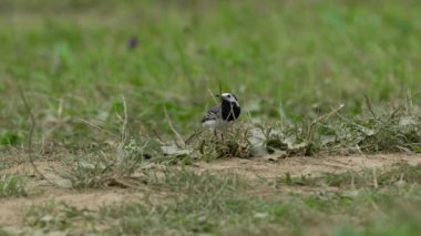 Beyaz Wagtail yiyecek arayışında (Motacilla alba)