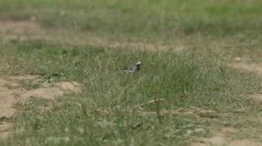 Beyaz Wagtail yiyecek arayışında (Motacilla alba)