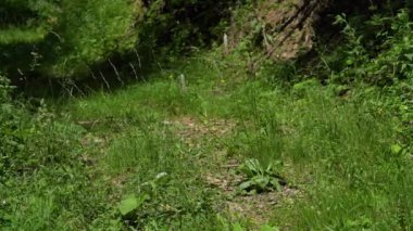 Doğal ortamda Ribwort Plantainin (bitkisel lanceolata)